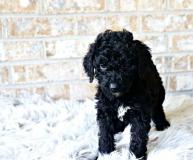 Cuccioli di Labradoodle CucciolidiLabradoodle12.jpg