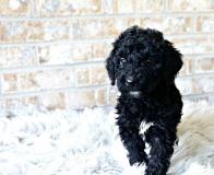 Cuccioli di Labradoodle CucciolidiLabradoodle123.jpg