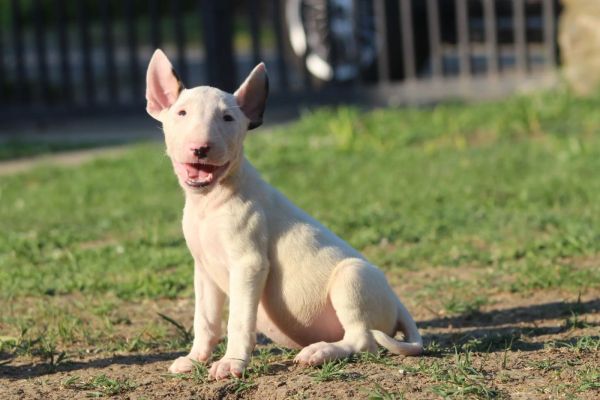 Bull terrier standard cuccioli bullterrierstandardcuccioli12.jpg