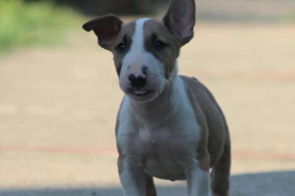 Bull terrier standard cuccioli bullterrierstandardcuccioli123.jpg