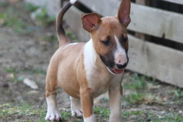 Bull terrier standard cuccioli bullterrierstandardcuccioli12345.jpg