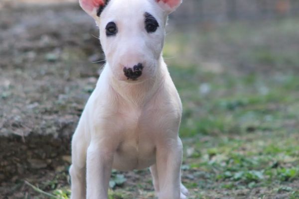 Bull terrier standard cuccioli bullterrierstandardcuccioli123456.jpg