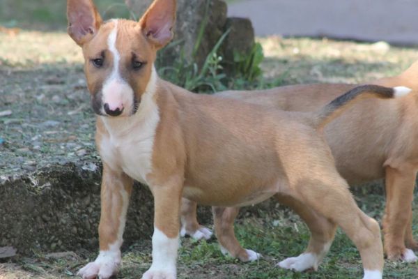 Bull terrier standard cuccioli bullterrierstandardcuccioli1234567.jpg