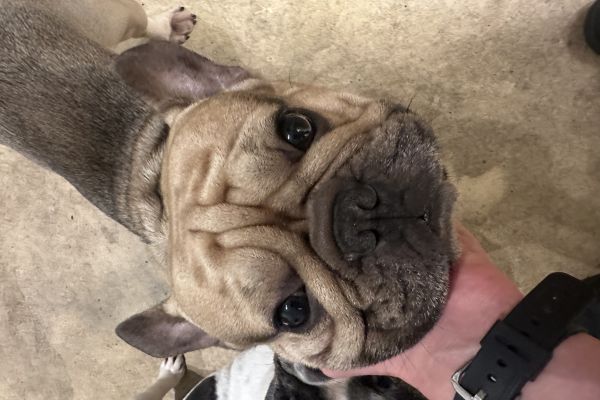 Bulldog Maschio per monte bulldogmaschiopermonte.jpeg