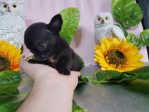 Chihuahua femmina totalmente nera magnifica minuscola Chihuahuafemminatotalmenteneramagnificaminuscola1234.jpg