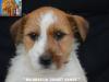 Jack Russell Terrier - Cuccioli Altamente Selezionati 452562a.jpg
