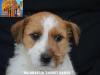 Jack Russell Terrier - Cuccioli Altamente Selezionati 452562b.jpg