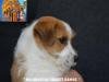 Jack Russell Terrier - Cuccioli Altamente Selezionati 452562d.jpg
