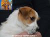 Jack Russell Terrier - Cuccioli Altamente Selezionati 452562e.jpg