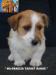 Jack Russell Terrier - Cuccioli Altamente Selezionati 452562f.jpg