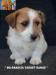 Jack Russell Terrier - Cuccioli Altamente Selezionati 452562g.jpg