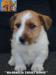 Jack Russell Terrier - Cuccioli Altamente Selezionati 452562h.jpg