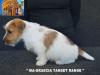 Jack Russell Terrier - Cuccioli Altamente Selezionati 452562i.jpg