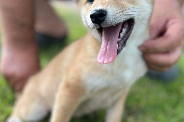 Meravigliosi cuccioli di Shiba Inu meravigliosicucciolidishibainu.jpg