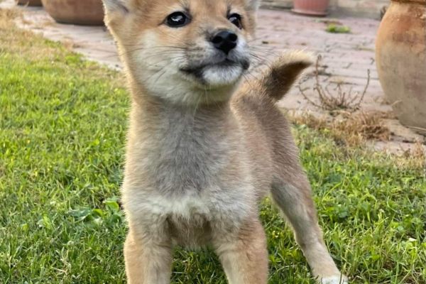 Meravigliosi cuccioli di Shiba Inu meravigliosicucciolidishibainu1.jpg