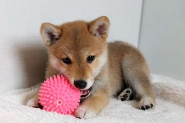 Meravigliosi cuccioli di Shiba Inu meravigliosicucciolidishibainu12.jpg