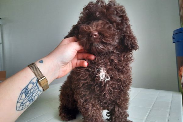 Barboncini Nani CHOCOLATE cuccioli barboncininanichocolatecucciol12.jpg