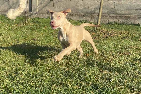 American Pitbull Terrier e Bulldog francese esotico cuccioli in vendita americanpitbullterrierebulldog.jpg