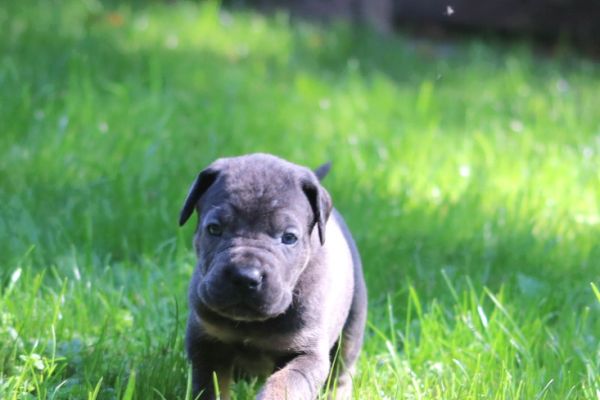 Cuccioli di Cane Corso cucciolidicanecorso-68d57a44e839a.jpg