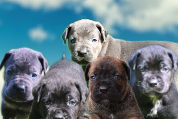 Cuccioli di Cane Corso cucciolidicanecorso-68d57a54dfb18.png