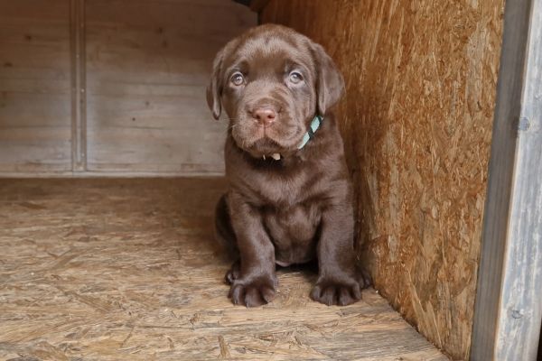 Cuccioli labrador color cioccolato con pedigree cucciolilabradorcolorcioccolat-64730cb92e475.jpg