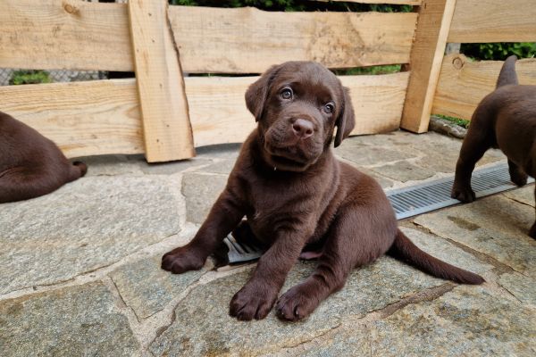 Cuccioli labrador color cioccolato con pedigree cucciolilabradorcolorcioccolat-64730cffaae1f.jpg