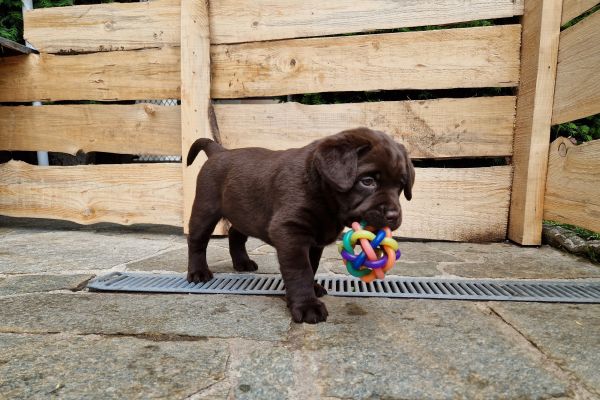 Cuccioli labrador color cioccolato con pedigree cucciolilabradorcolorcioccolat-64730d0468d5c.jpg