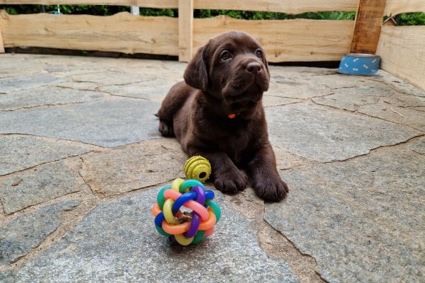 Cuccioli labrador color cioccolato con pedigree cucciolilabradorcolorcioccolat-64730d05d88d6.jpg