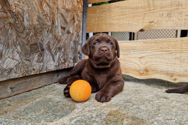 Cuccioli labrador color cioccolato con pedigree cucciolilabradorcolorcioccolat-64730d0735e9d.jpg