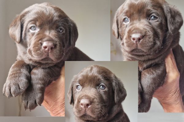 Cuccioli labrador color cioccolato con pedigree cucciolilabradorcolorcioccolat.jpg