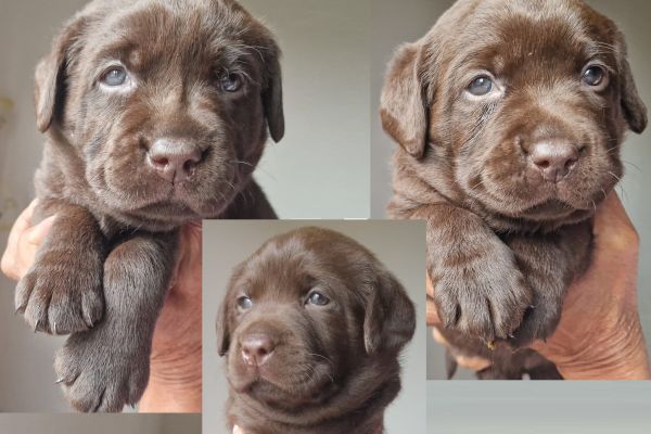 Cuccioli labrador color cioccolato con pedigree cucciolilabradorcolorcioccolat1.jpg