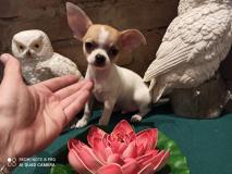 Chihuahua maschio vero Toy 3 mesi e mezzo ChihuahuamaschioveroToy3mesiemezzo.jpg