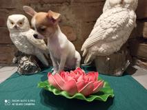 Chihuahua maschio vero Toy 3 mesi e mezzo ChihuahuamaschioveroToy3mesiemezzo1.jpg