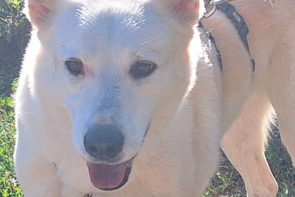 Camille un cane meraviglioso in cerca di casa camilleuncanemeravigliosoincer.jpg