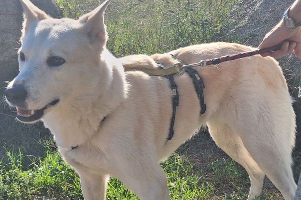 Camille un cane meraviglioso in cerca di casa camilleuncanemeravigliosoincer1.jpg