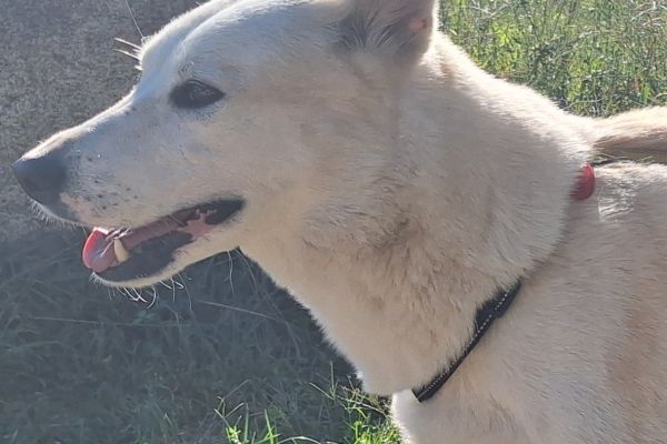 Camille un cane meraviglioso in cerca di casa camilleuncanemeravigliosoincer12.jpg