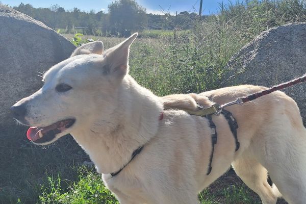 Camille un cane meraviglioso in cerca di casa camilleuncanemeravigliosoincer123.jpg