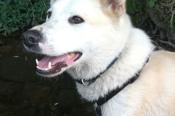 Camille un cane meraviglioso in cerca di casa camilleuncanemeravigliosoincer123456.jpg