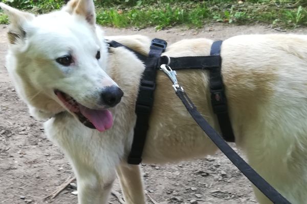 Camille un cane meraviglioso in cerca di casa camilleuncanemeravigliosoincer1234567.jpg