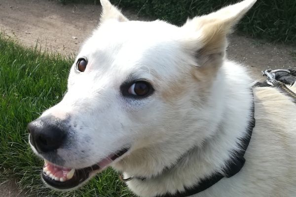 Camille un cane meraviglioso in cerca di casa camilleuncanemeravigliosoincer12345678.jpg