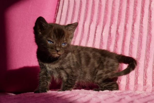 Cuccioli di bengala rarissimi cucciolidibengalararissimi.jpg