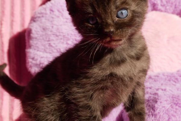Cuccioli di bengala rarissimi cucciolidibengalararissimi1.jpg