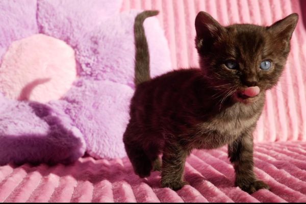 Cuccioli di bengala rarissimi cucciolidibengalararissimi12.jpg