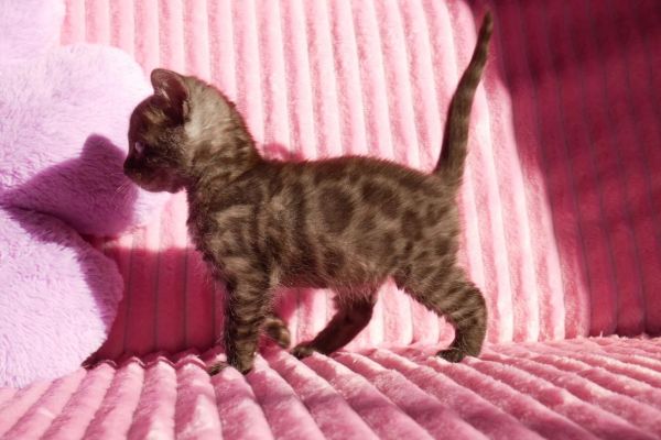 Cuccioli di bengala rarissimi cucciolidibengalararissimi123.jpg