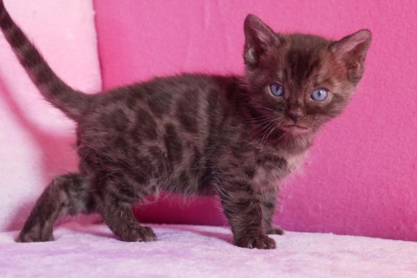 Cuccioli di bengala rarissimi cucciolidibengalararissimi1234.jpg