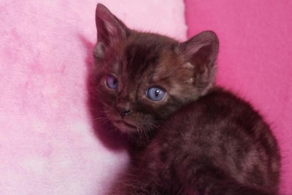 Cuccioli di bengala rarissimi cucciolidibengalararissimi12345.jpg