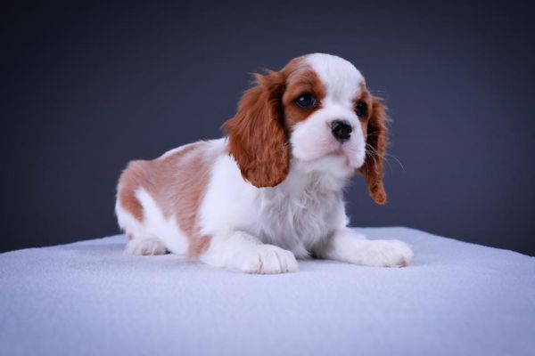 Cavalier king cuccioli maschi e femmine cavalierkingcucciolimaschiefem.jpg