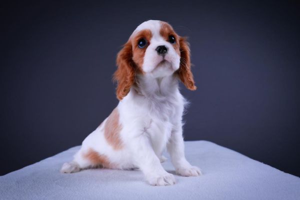 Cavalier king cuccioli maschi e femmine cavalierkingcucciolimaschiefem1.jpg