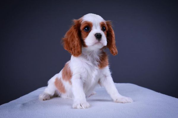 Cavalier king cuccioli maschi e femmine cavalierkingcucciolimaschiefem12.jpg