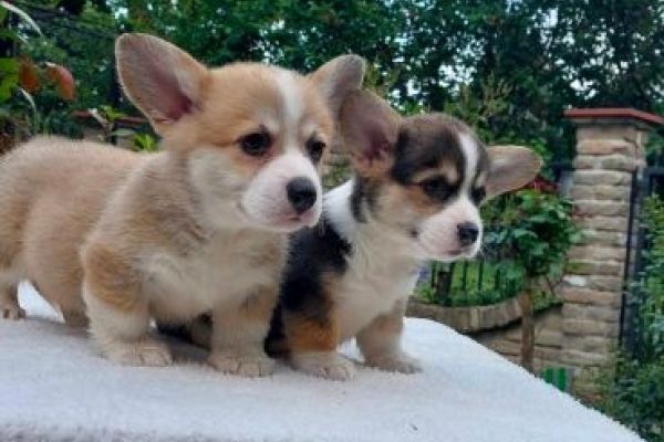 Pembroke corgi gallese cuccioli pembrokecorgigallesecuccioli1.jpg